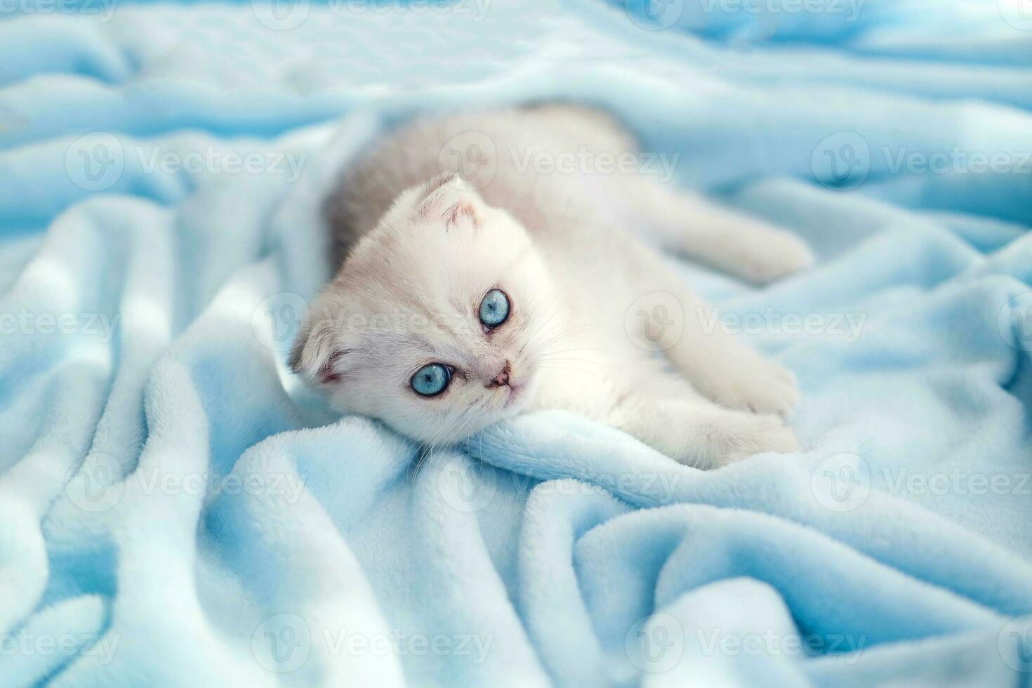 A beautiful little white-gray kitten with blue eyes lies on a bedspread. Cute scottish fold cat looking at the camera. Copy space. photo