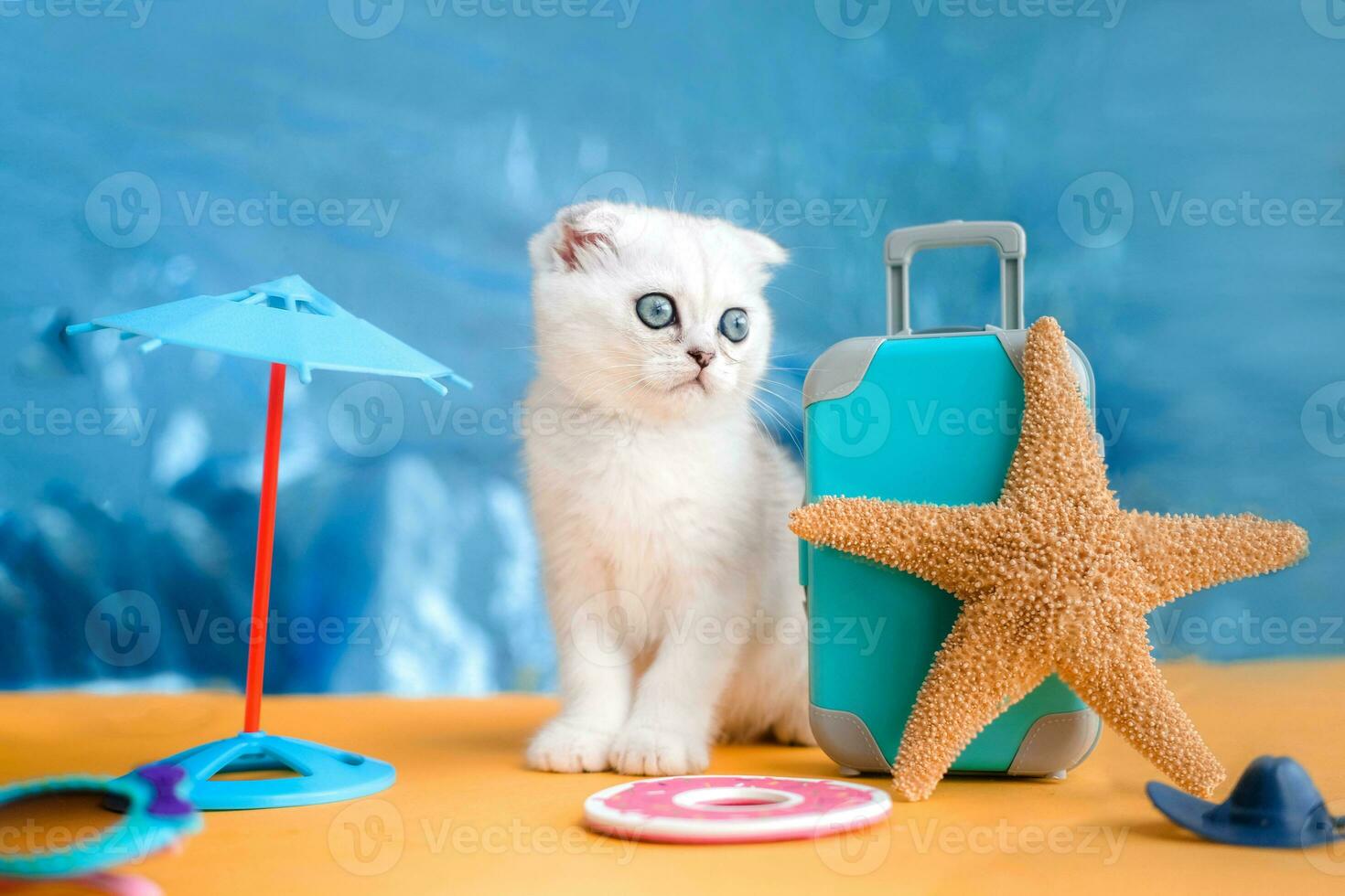 Scottish fold kitten sits near a suitcase in anticipation of a summer vacation. A cute cat sits near luggage and a starfish. Summer travel concept with animal. photo