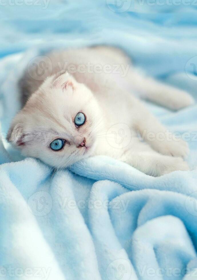 A beautiful little white-gray kitten with blue eyes lies on a bedspread. Cute scottish fold cat looking at the camera. Copy space. photo