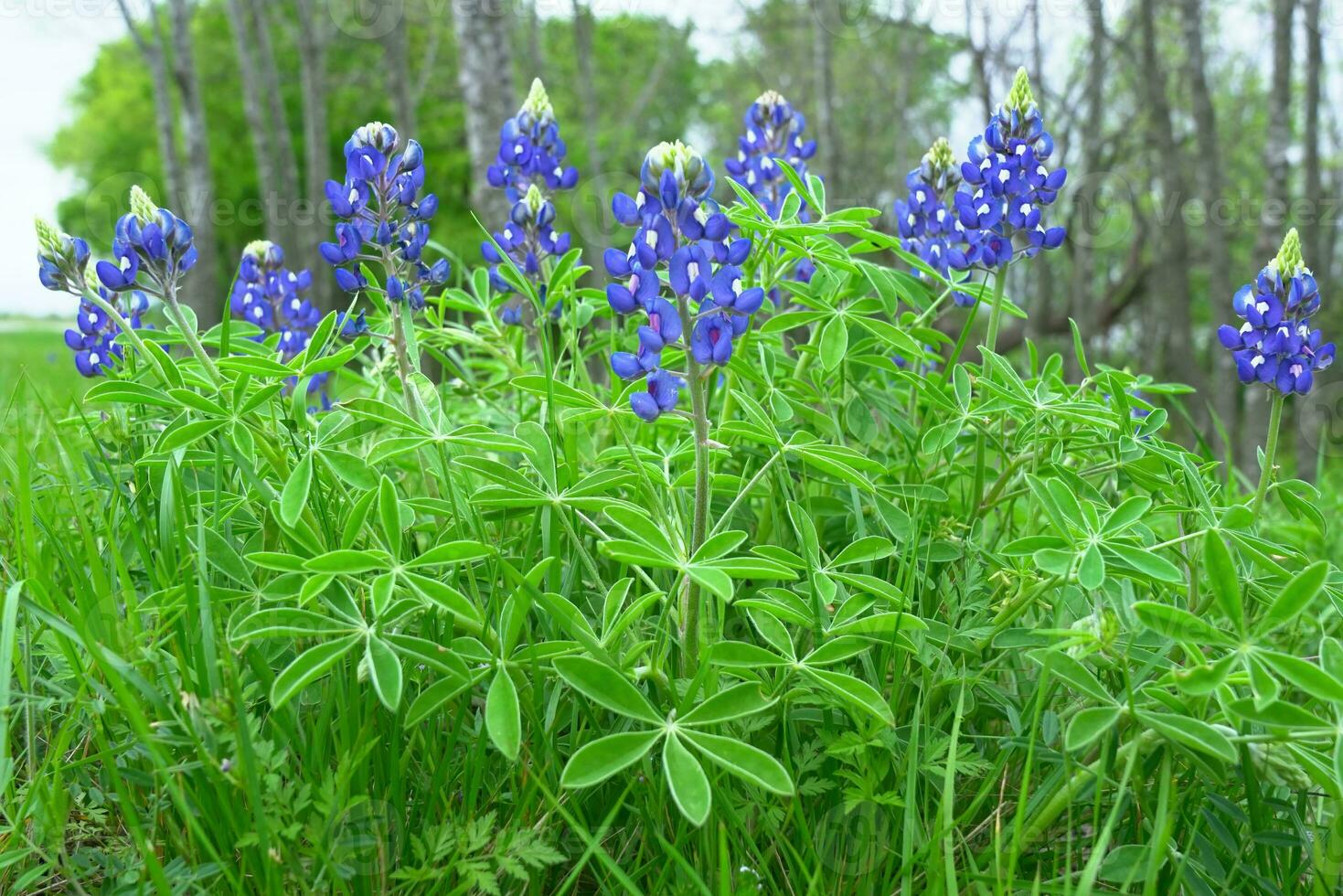 Texas Bluebonnets Along Roadway photo