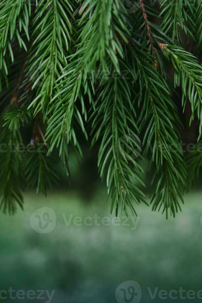 un rama de un abeto árbol en el parque en de cerca. foto