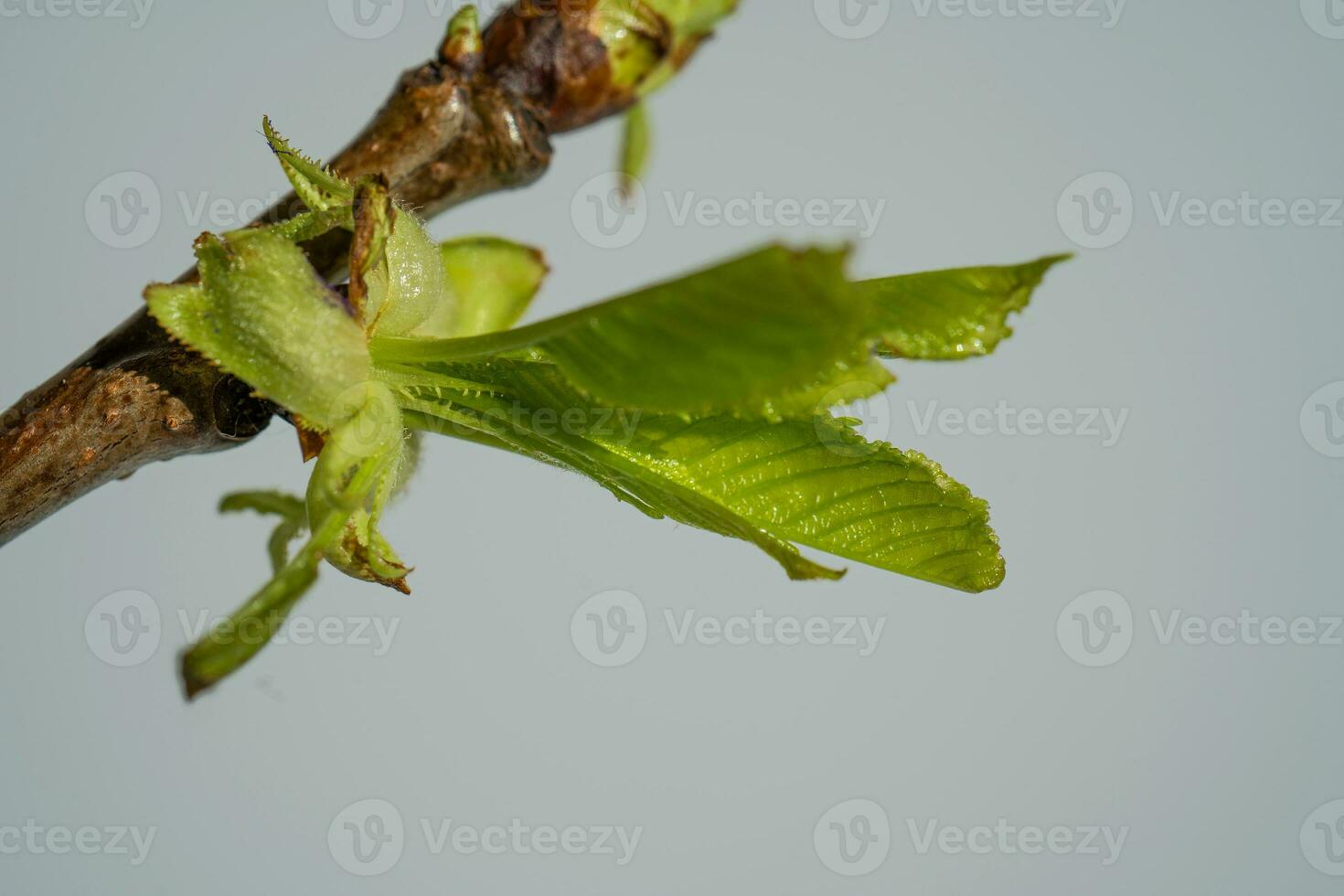 A branch with fresh green blossoming leaves. photo