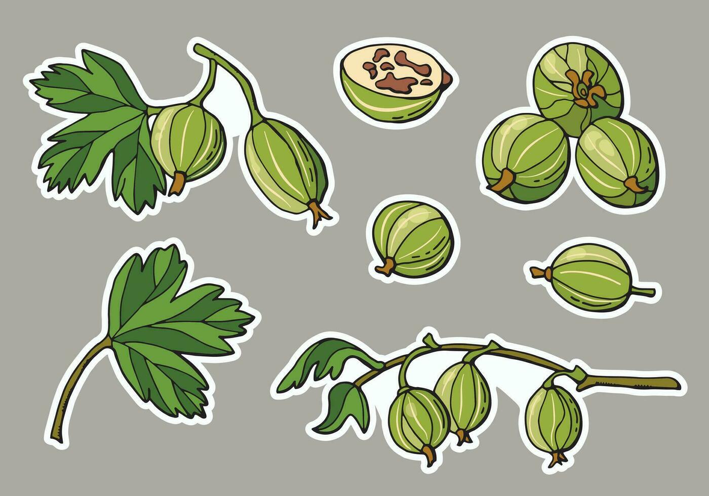 Gooseberry sticker set. Drawn style. vector