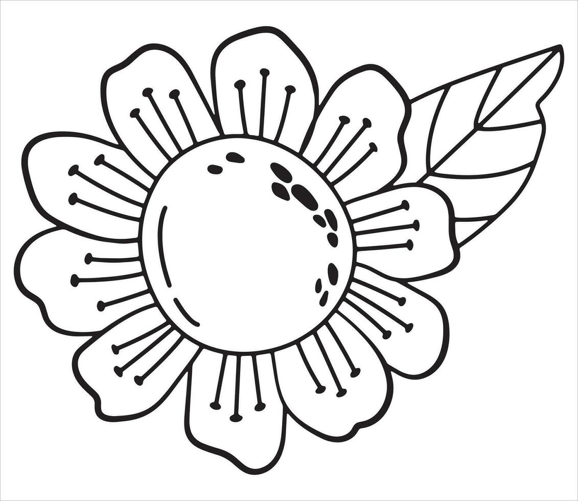 Sunflower. Linear style. White background, isolate. vector