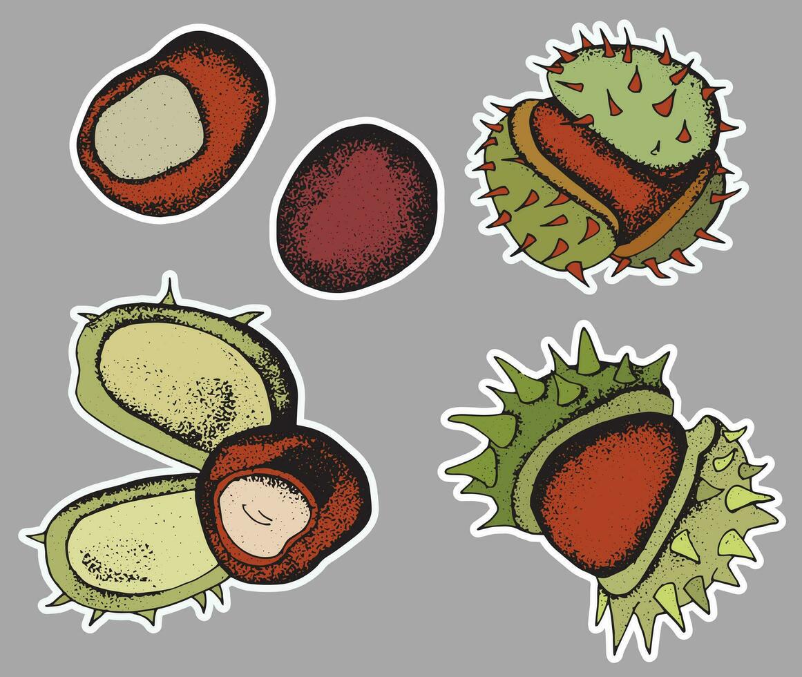 Set of chestnuts stickers. Hand drawn style. vector