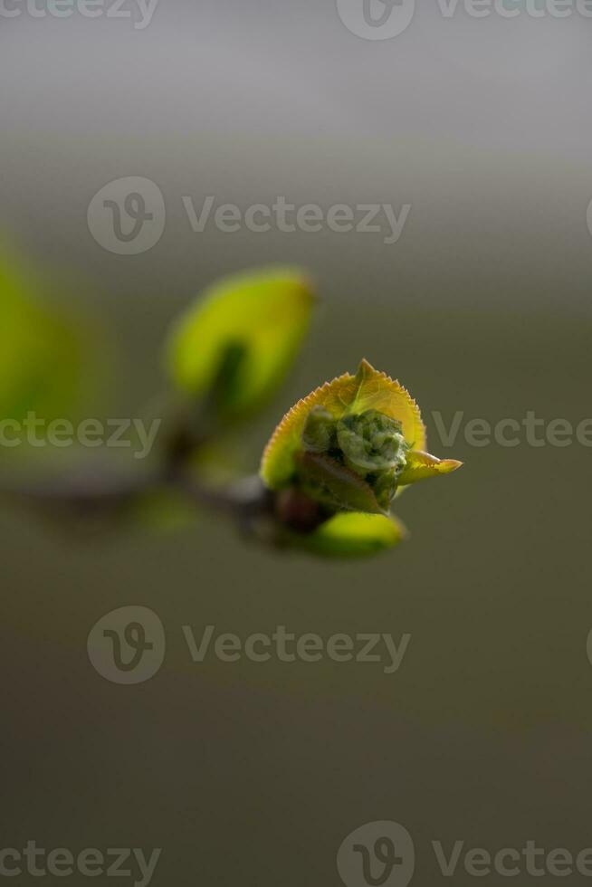 A branch with young leaves in natural conditions in spring. photo