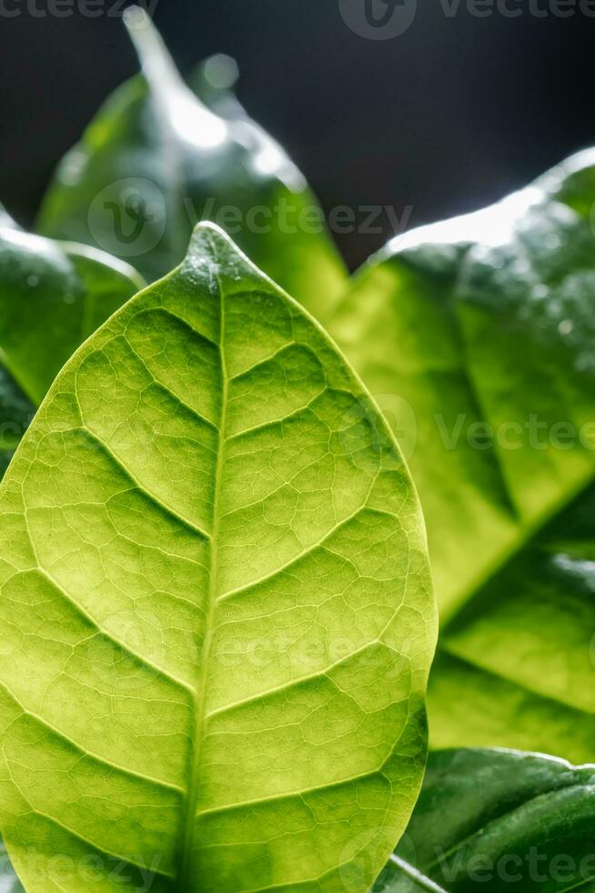 Abstract background of green leaves. A close plan. photo
