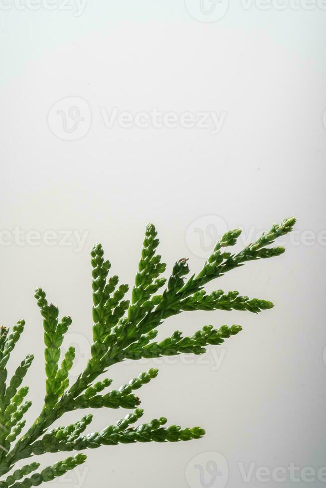 Decorative dried flower on a white background. photo