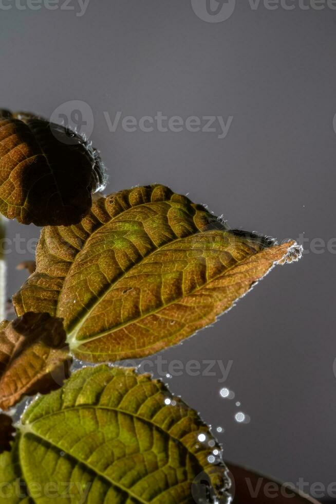 gotas goteo en el hojas de Doméstico plantas. foto