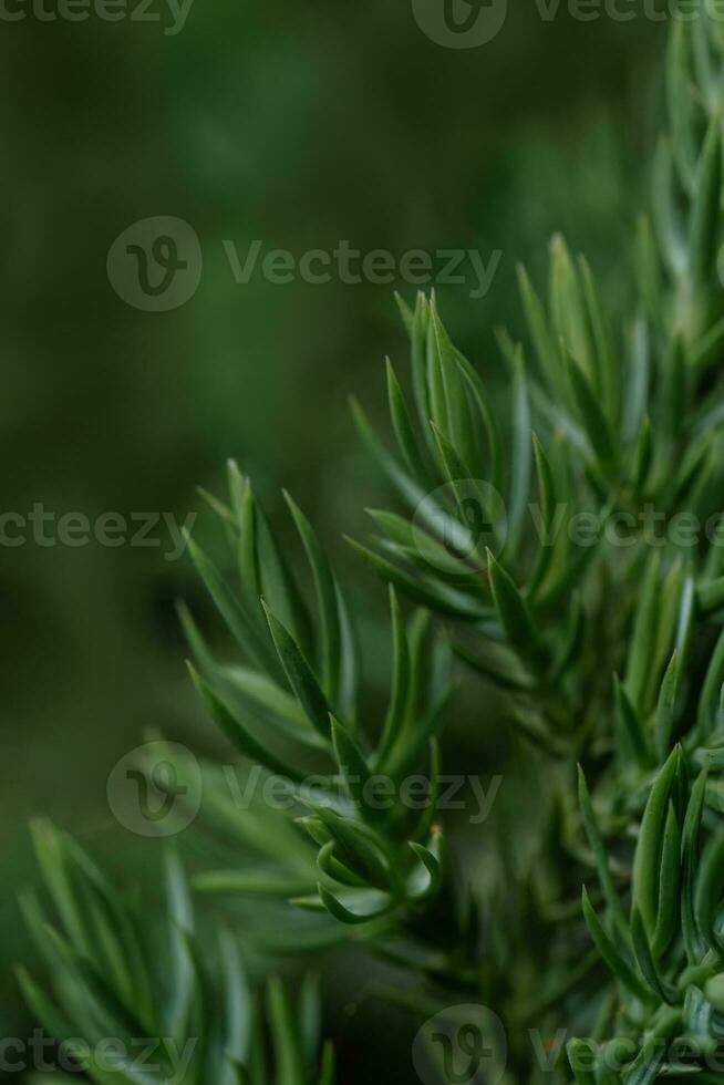 Natural green background with green juniperus formosana. photo