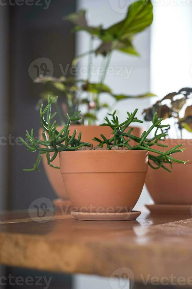 Three planters with flowers on the background of the home interior. photo