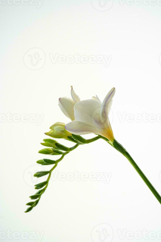 White freesia flower on a white background. photo