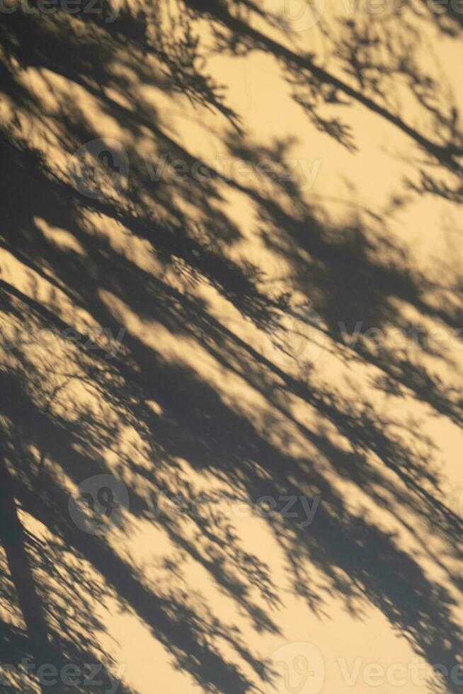 The shadow of a fir tree on the wall in the light of the setting sun. photo