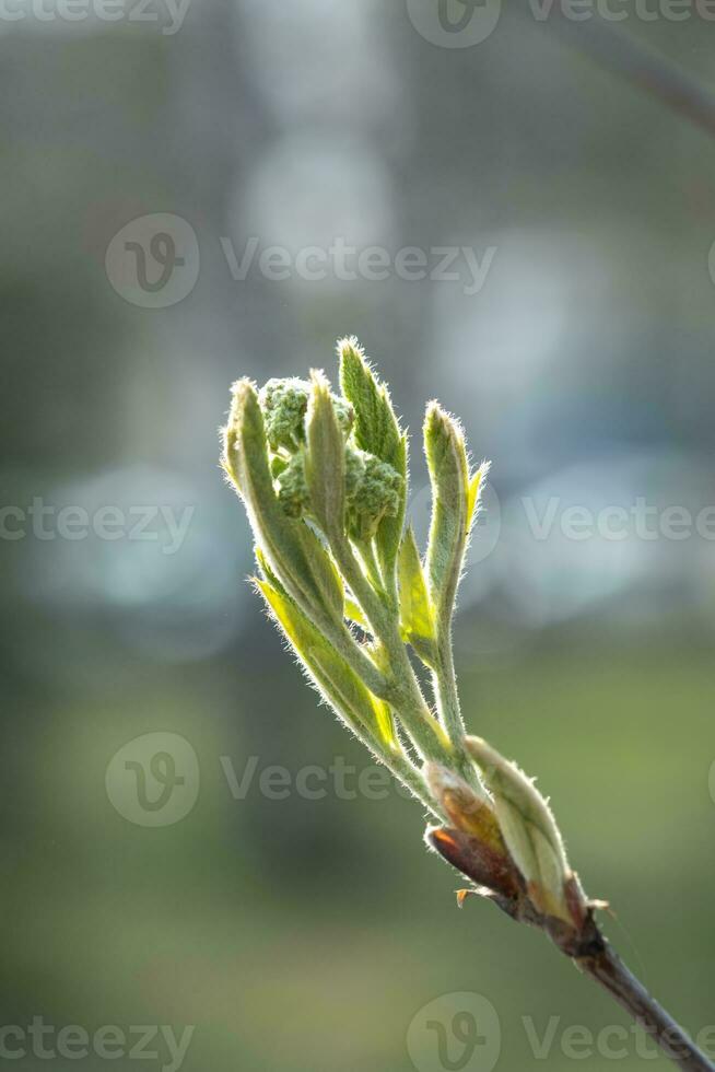 un rama con joven hojas en natural condiciones en primavera. foto