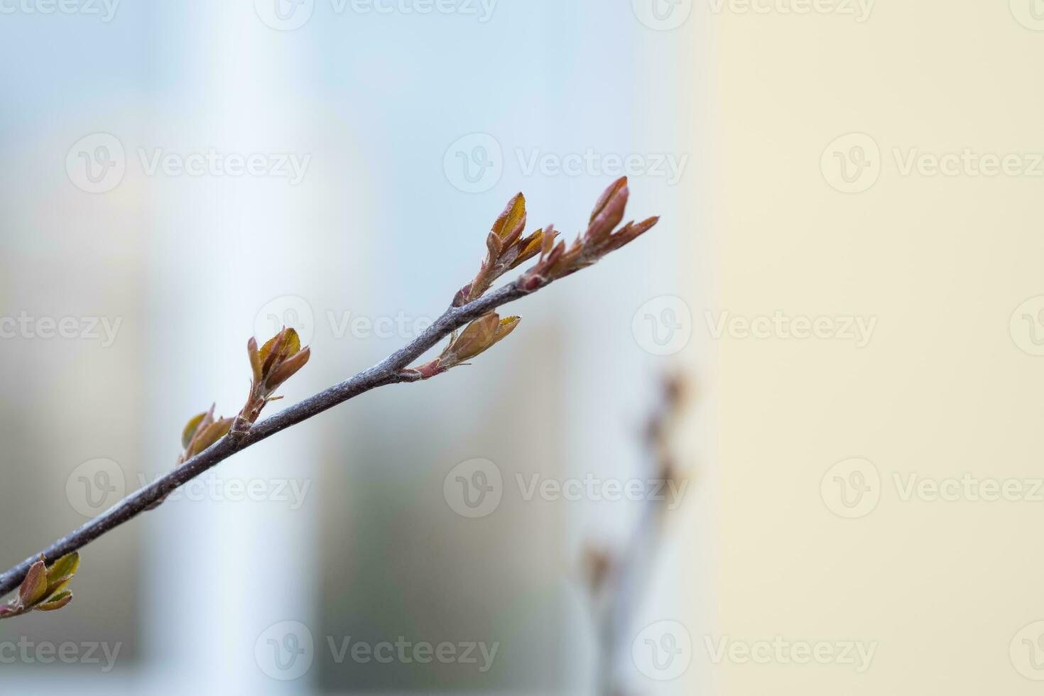 A branch with young leaves in natural conditions in spring. photo