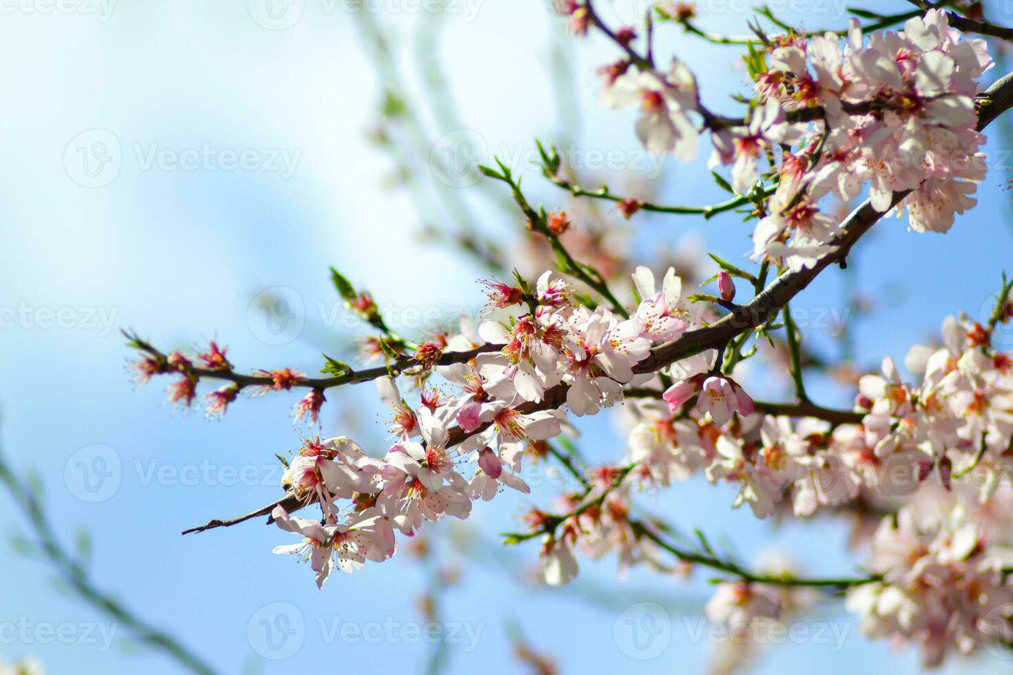 A close up of a flower with the word cherry on it photo