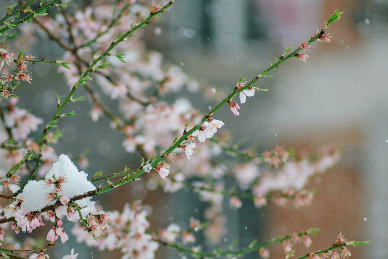 close up of snow on the flowers- snowing on the trees photo