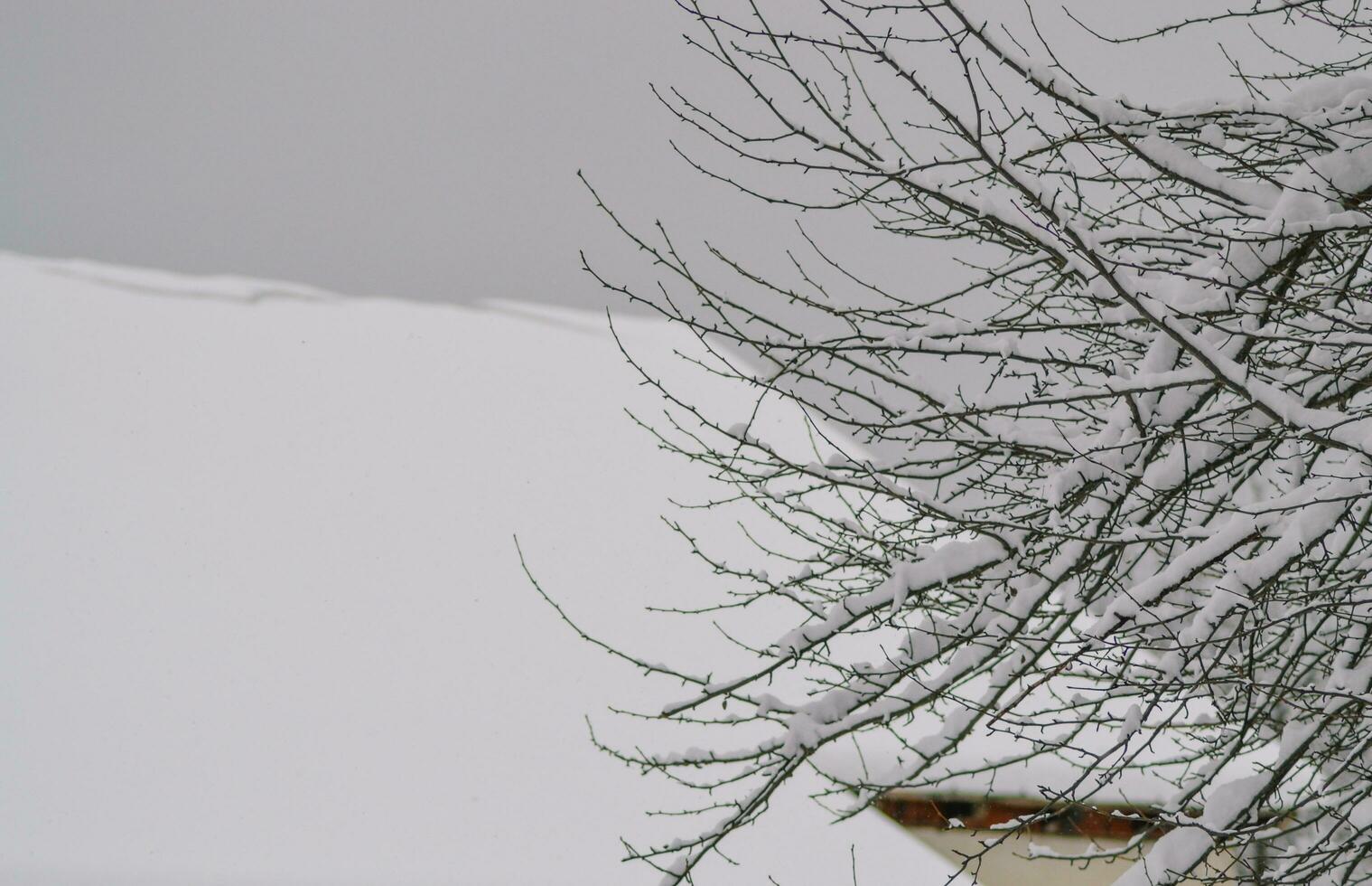 close up of snow- winter in the wood photo