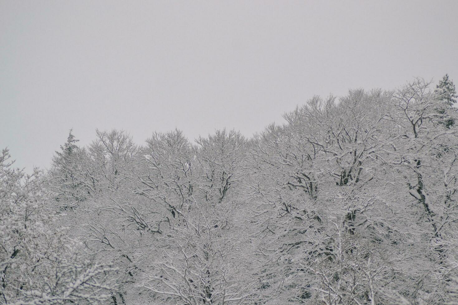 close up of snow- winter in the wood photo