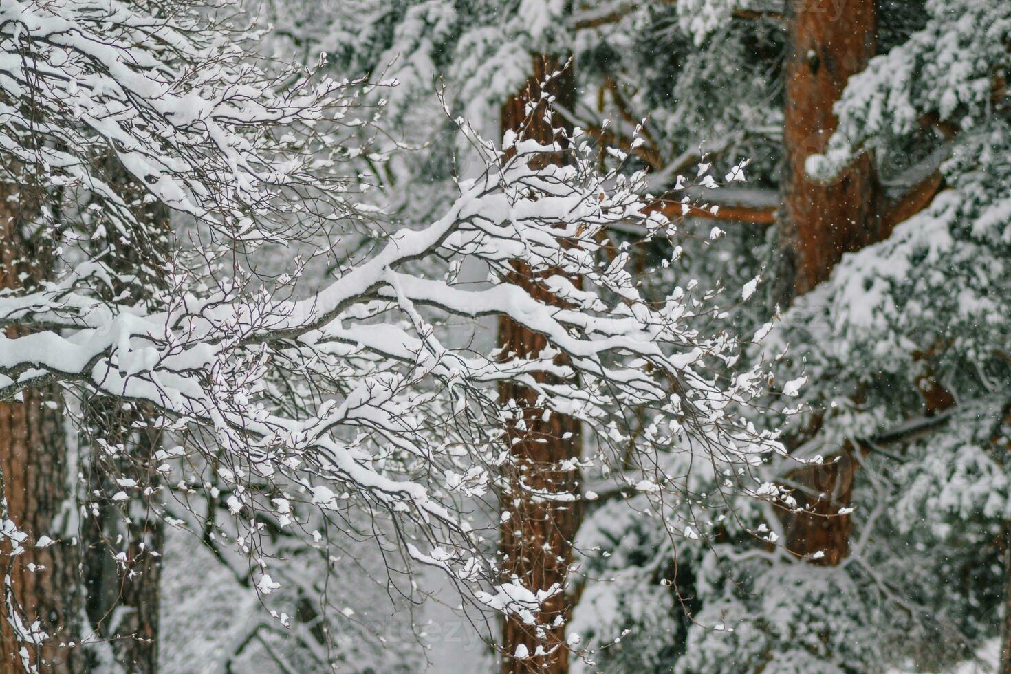 close up of snow- winter in the wood photo