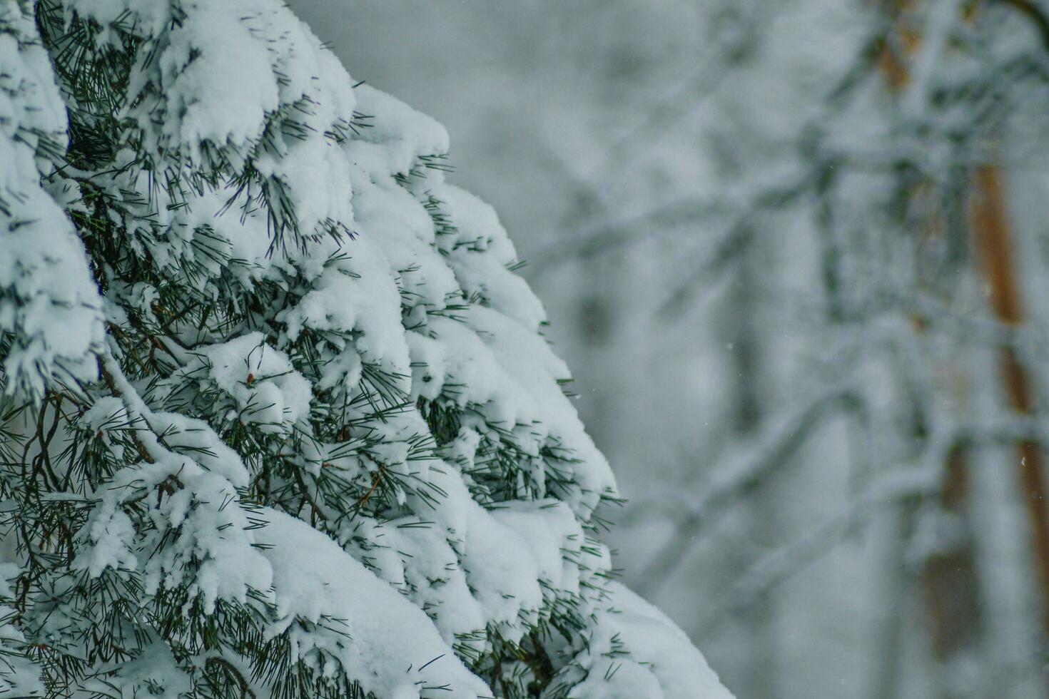 close up of snow- winter in the wood photo