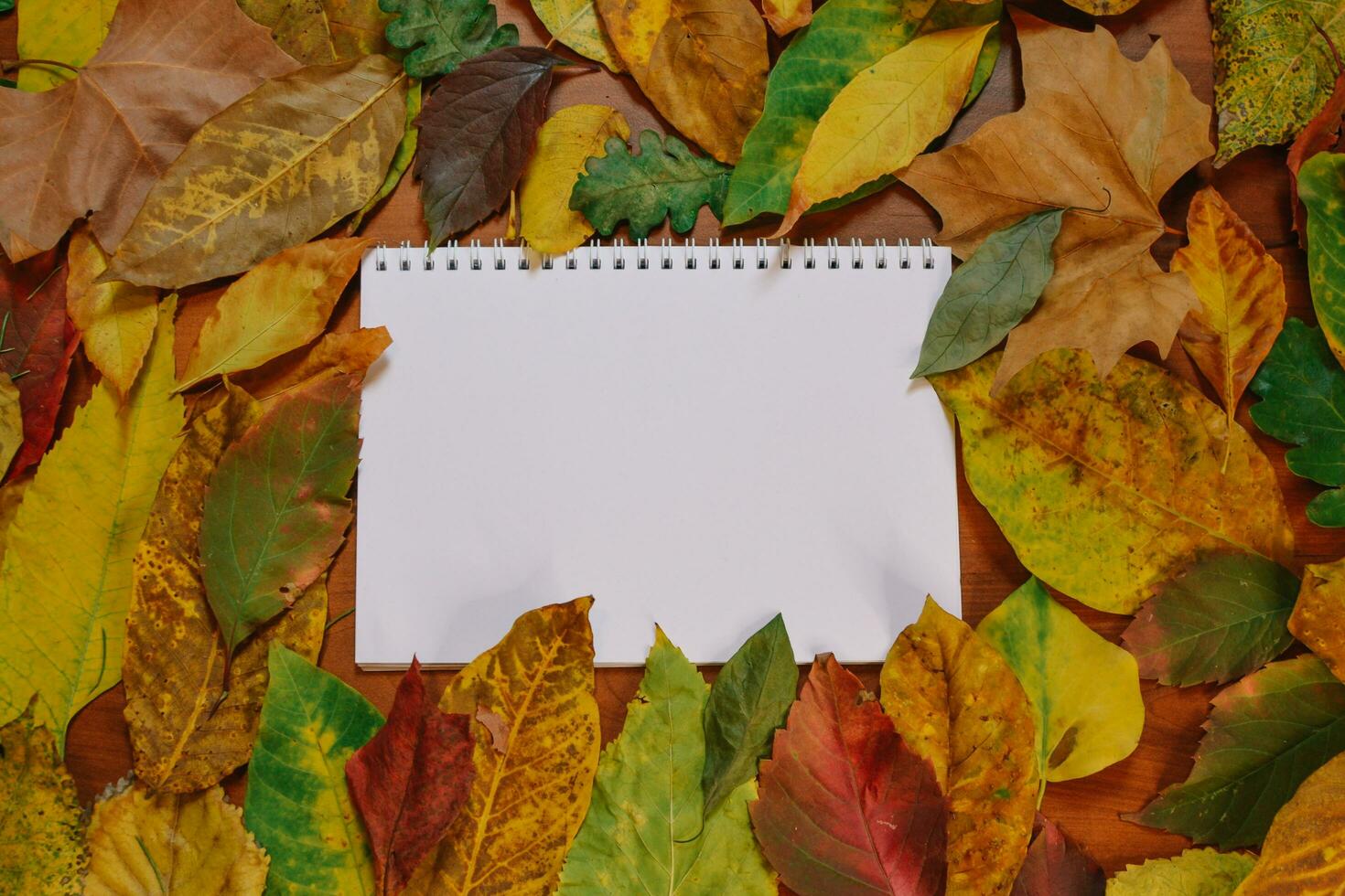 autumn fall colorful leaves beautiful background photo