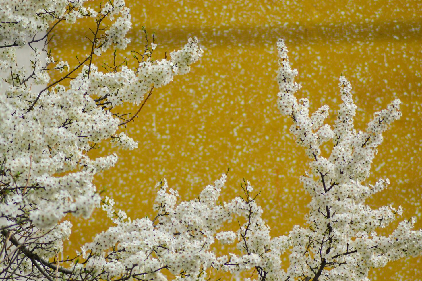 white flowers for the background photo