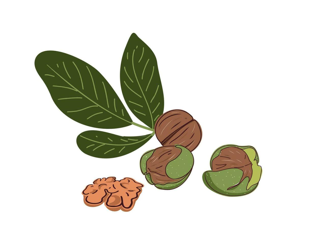 Set of walnuts. vector