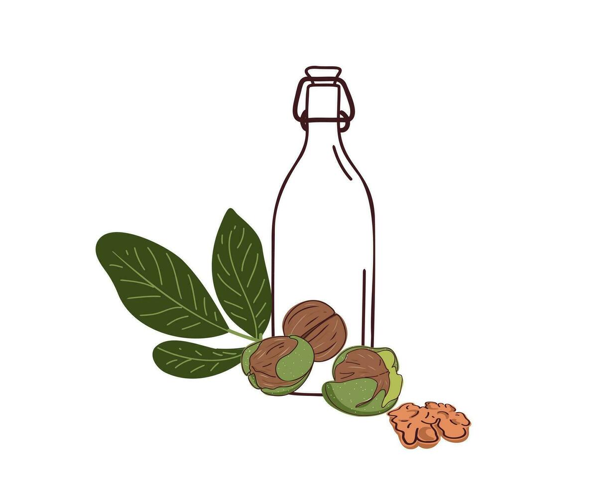 Walnut oil. Vector illustration