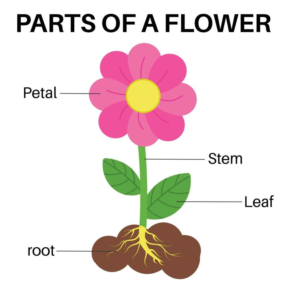 Parts of a basic flower. 25669501 Vector Art at Vecteezy Parts of a basic flower. 25669501 Vector Art at Vecteezy