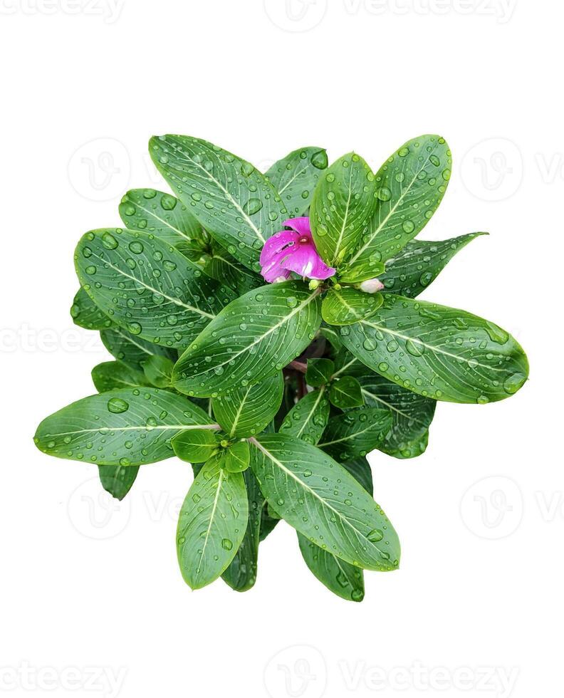 pink flower on rain drop green leaf tree branch png aromatic herbaceous flower mint leaves flower photo