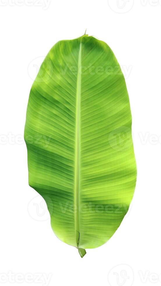 green banana leaf on white png and transparent background, close up photography tropical rainforest tree branch banana leaves photo