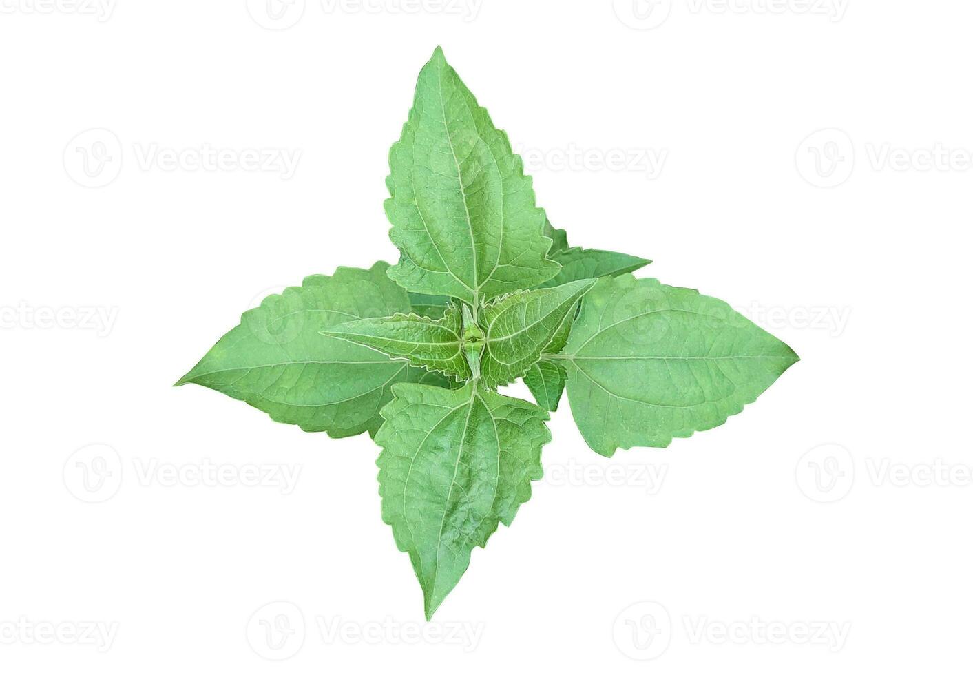 hoja árbol rama png flor rosado verde naturaleza planta follaje eco tropical lluvia foto