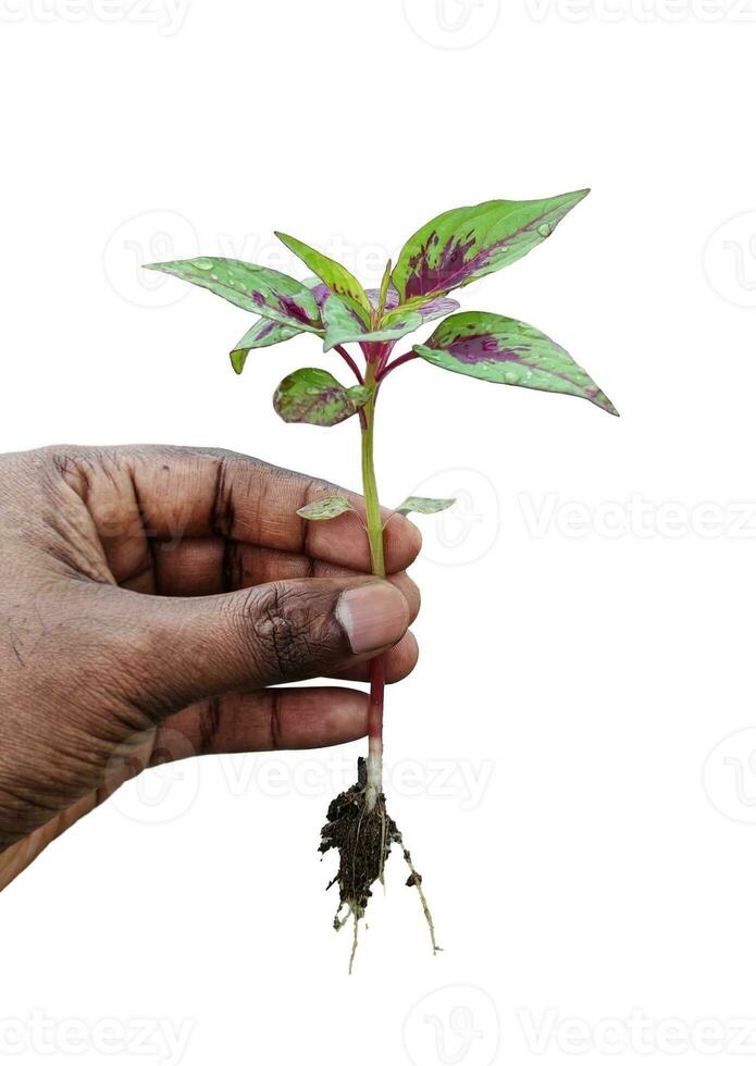 a hand hold Cockscomb Flower tree plant with png transparent background nature plant foliage photo