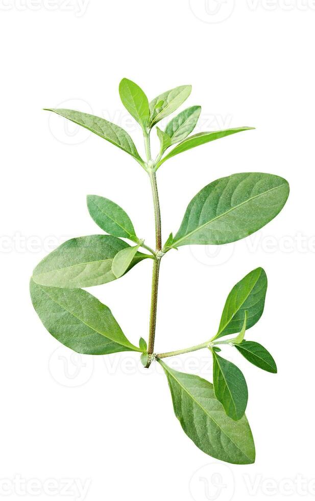 green leaf tree branch isolated png background nature plant photo