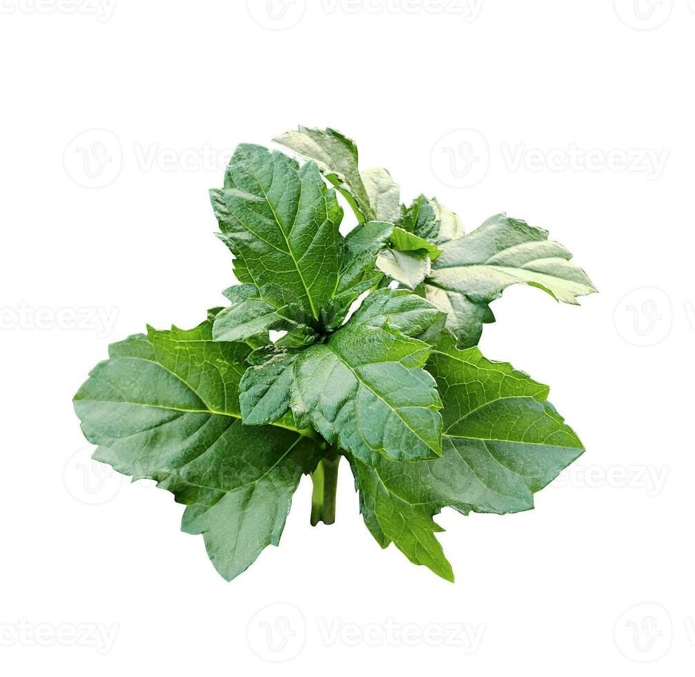 hoja árbol rama png flor rosado verde naturaleza planta follaje eco tropical lluvia foto