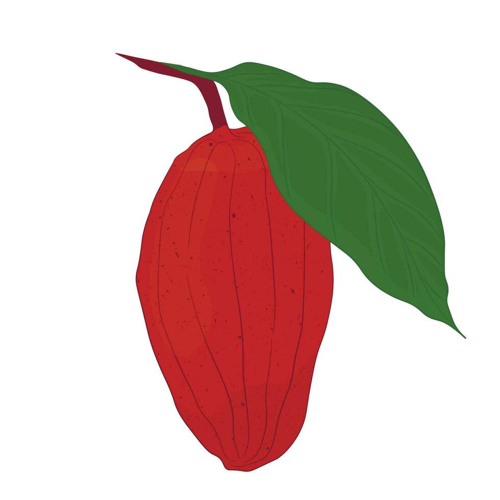 Cocoa fruits vector stock illustration. Isolated on a white background. Tropical plant, cooking, chocolate.