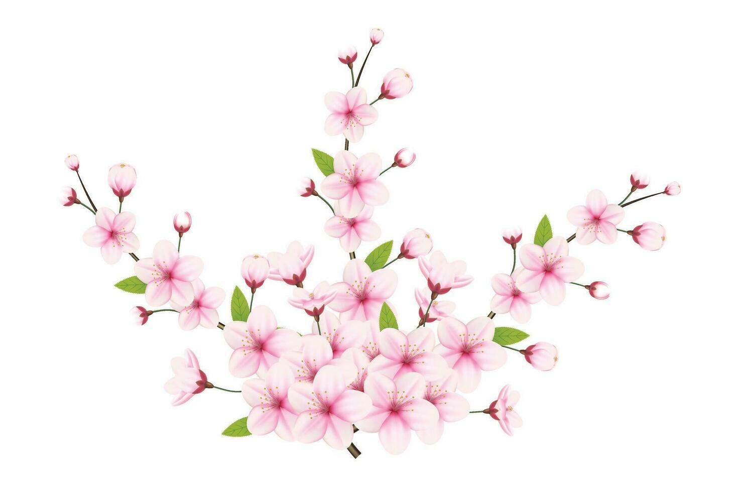 Cereza florecer y sakura flor. Cereza florecer vector. Cereza brote. rosado sakura flor vector