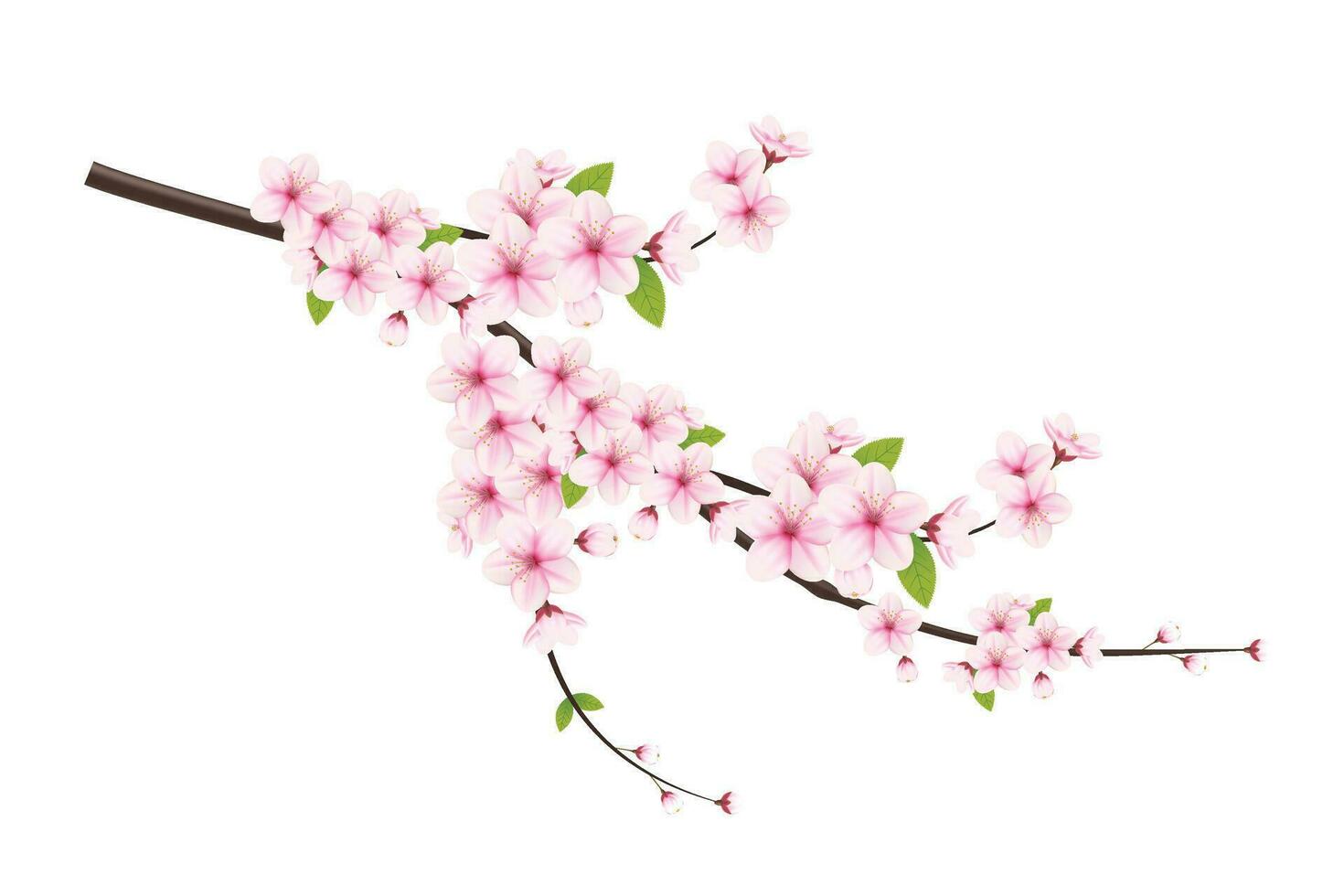 Cherry blossom and sakura flower. cherry blossom vector. cherry bud. Pink sakura flower vector