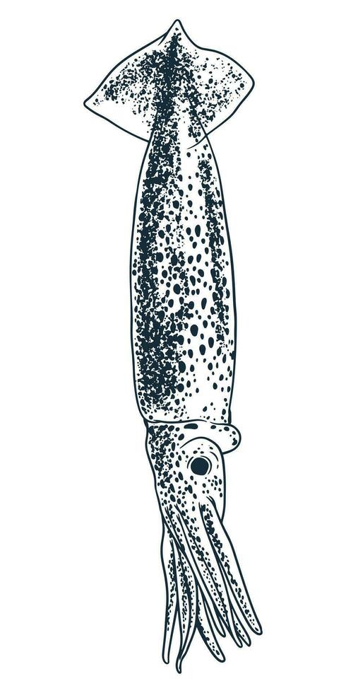 Seafood squid engraving drawing vector Hand sketch vintage style