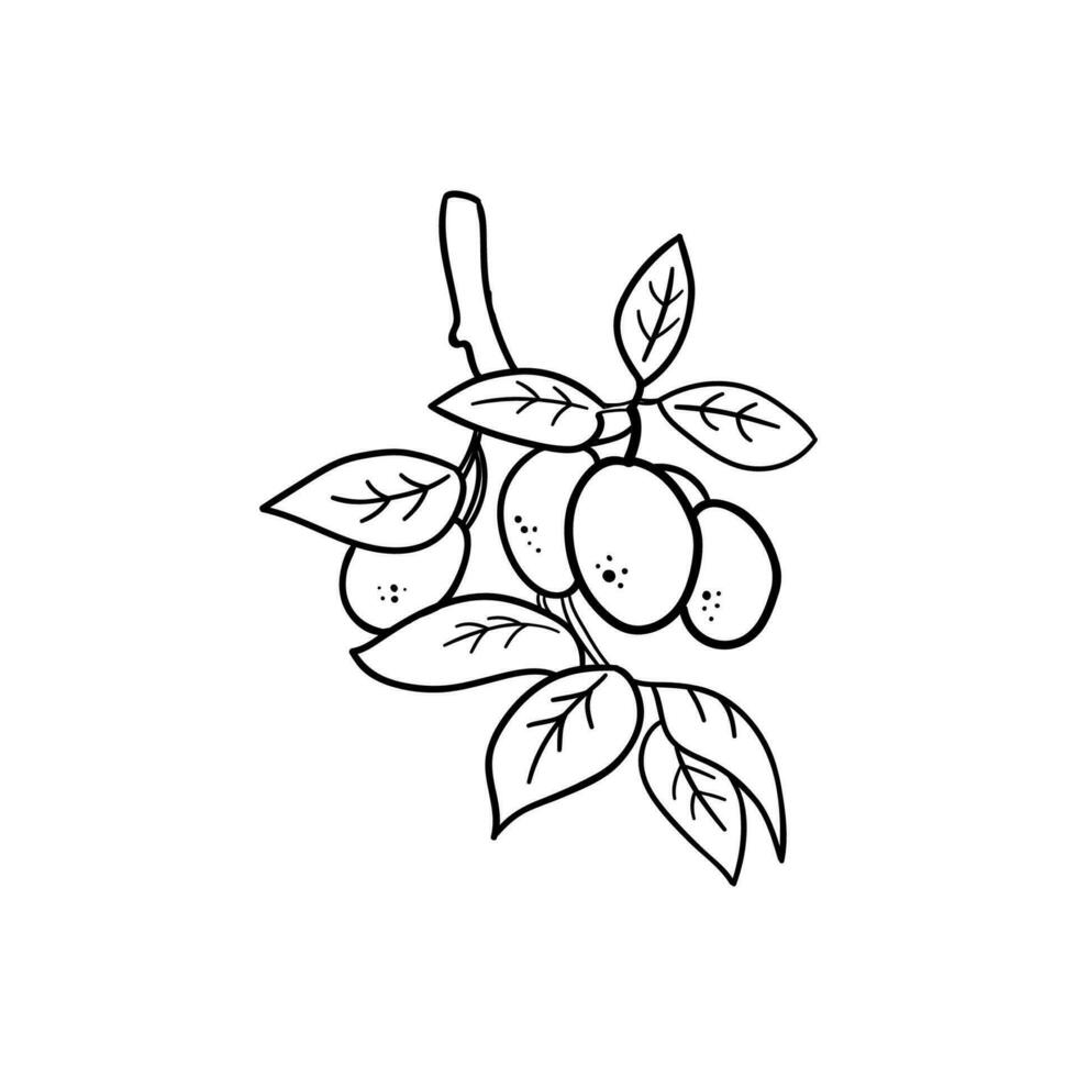 Hand Drawn Illustration. Doodle Outline Fruits On The Branch vector