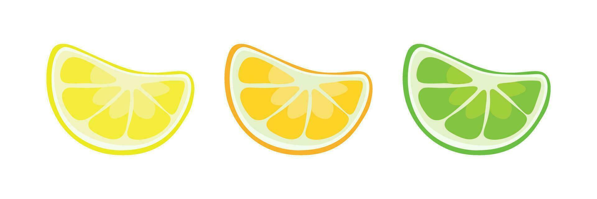 Pieces of citrus fruits vector
