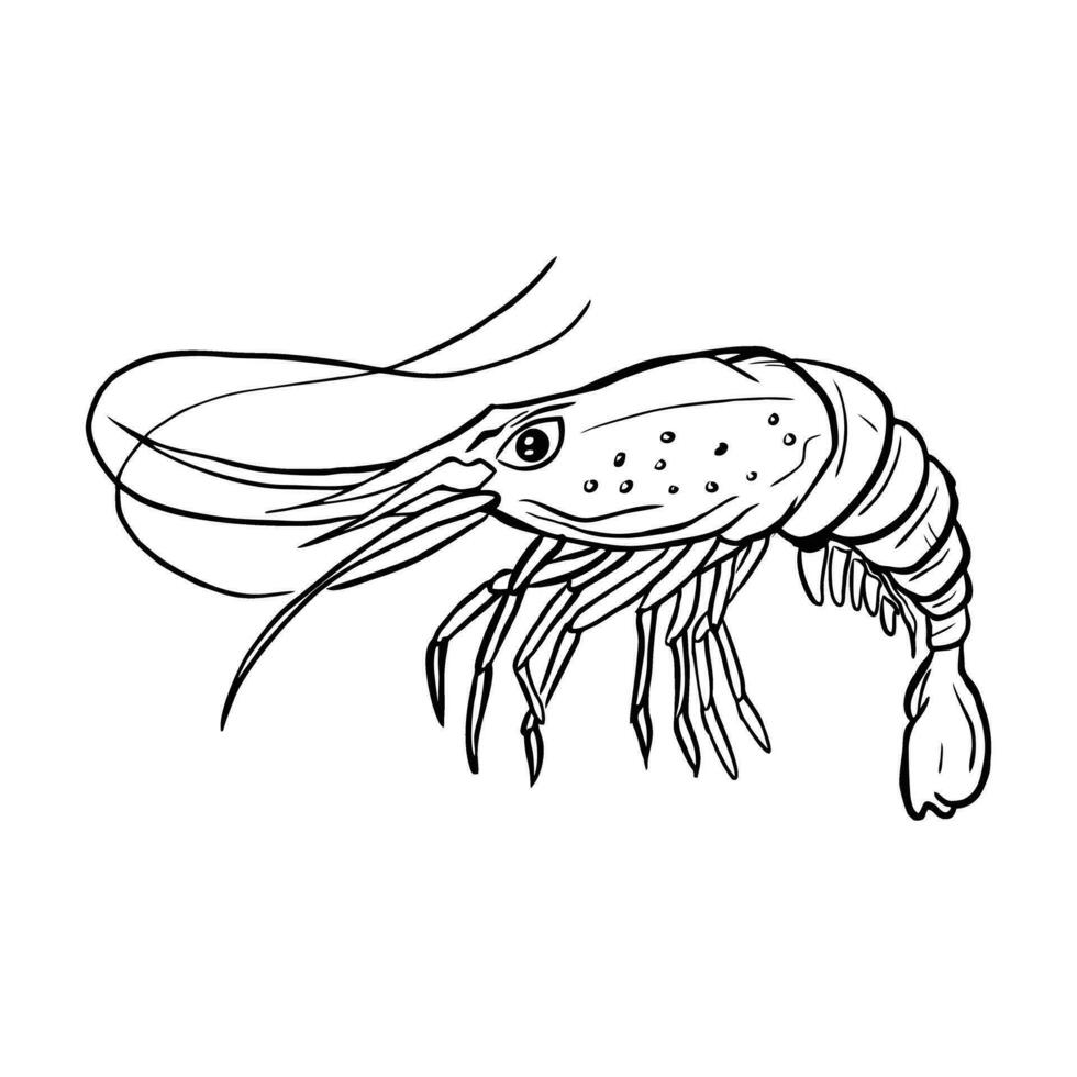 Shrimp image vector free download