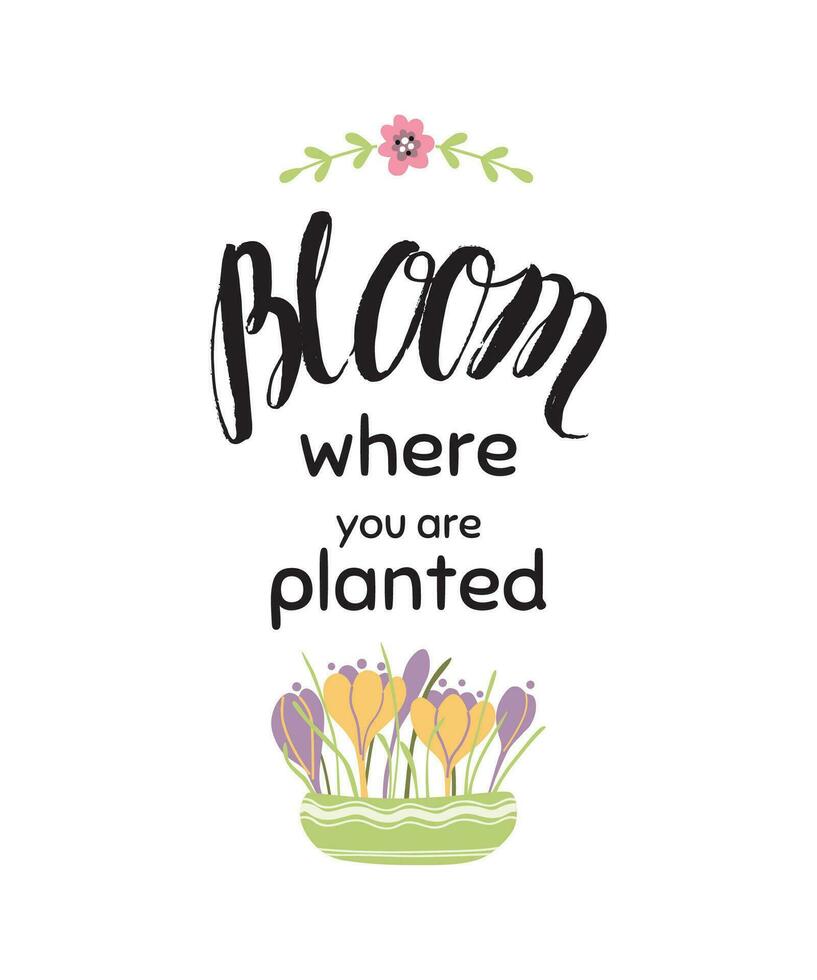 Gardening quote Bloom where you are planted Text isolated on white background Lettering phrase about flowers decorataed flowers in pot Crocuses bulbs Gardening quote Element Vector illustration.