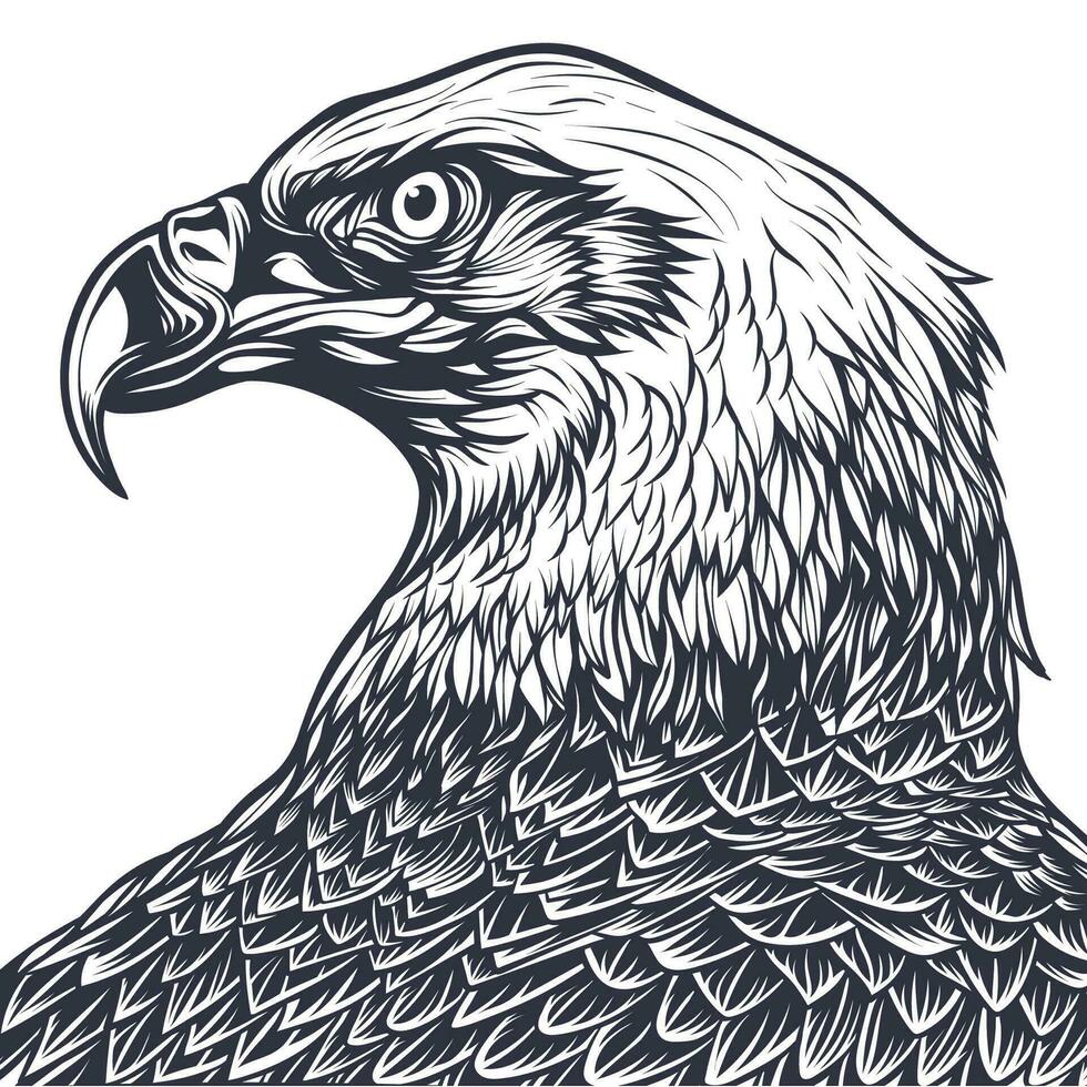 Line Art Vector Illustration Bald Eagle Head Isolated on White Background