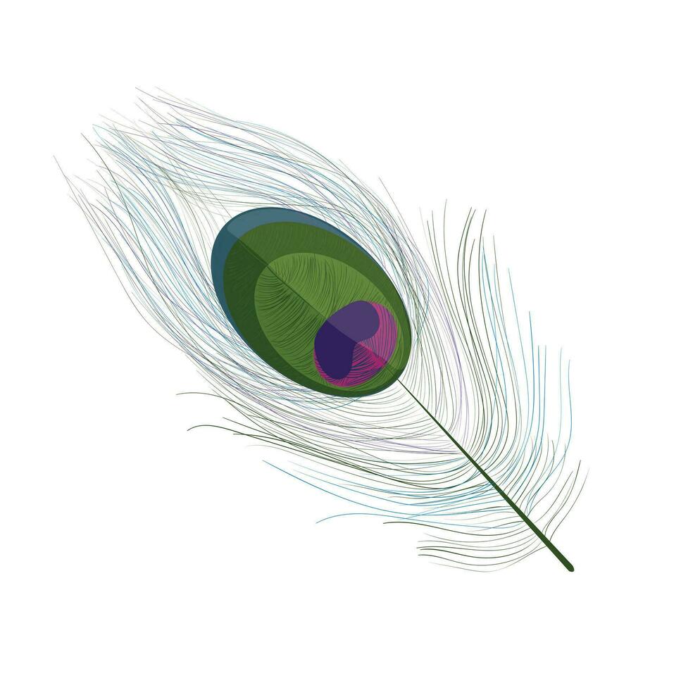Peacock Feather Pro Vector