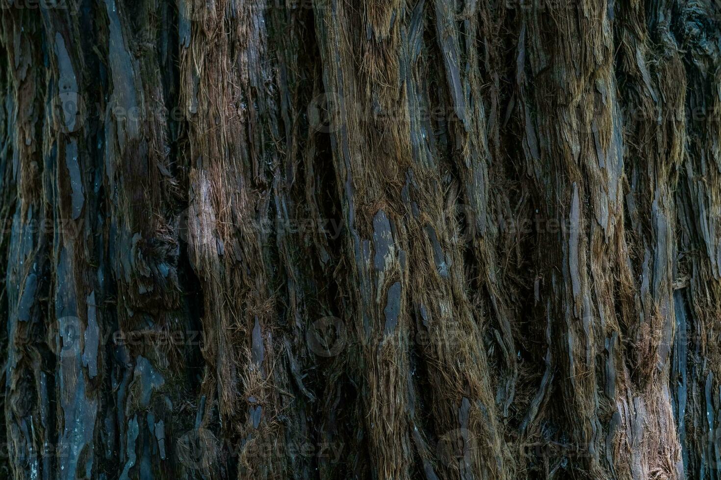 Natural background with the texture of the bark of a real tree. photo