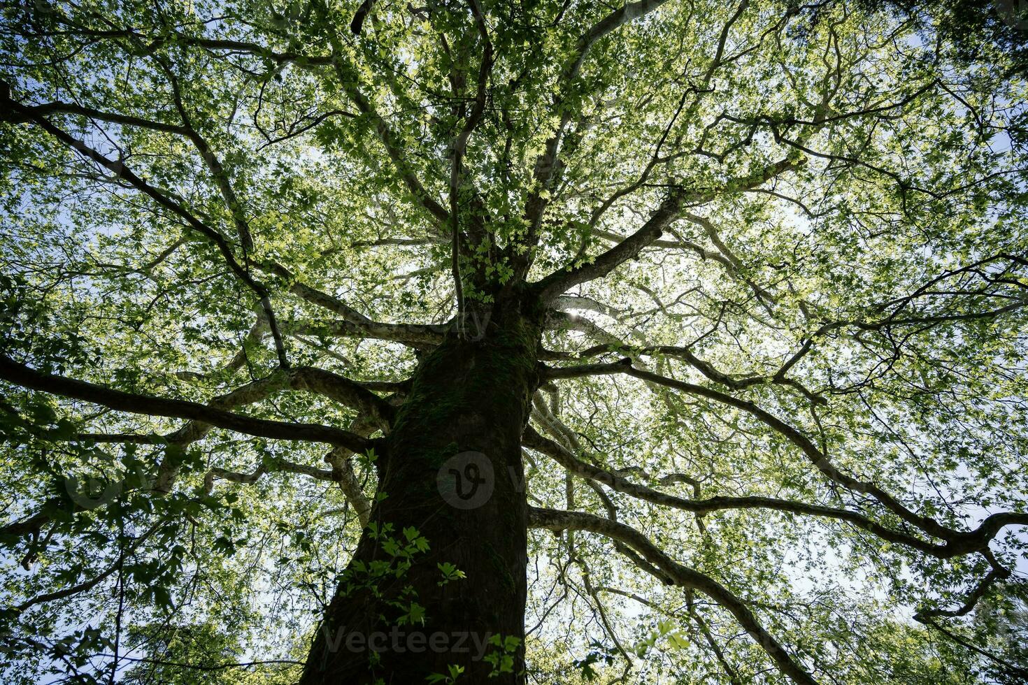 Giant redwood tree view from below to the sky through the branches. photo
