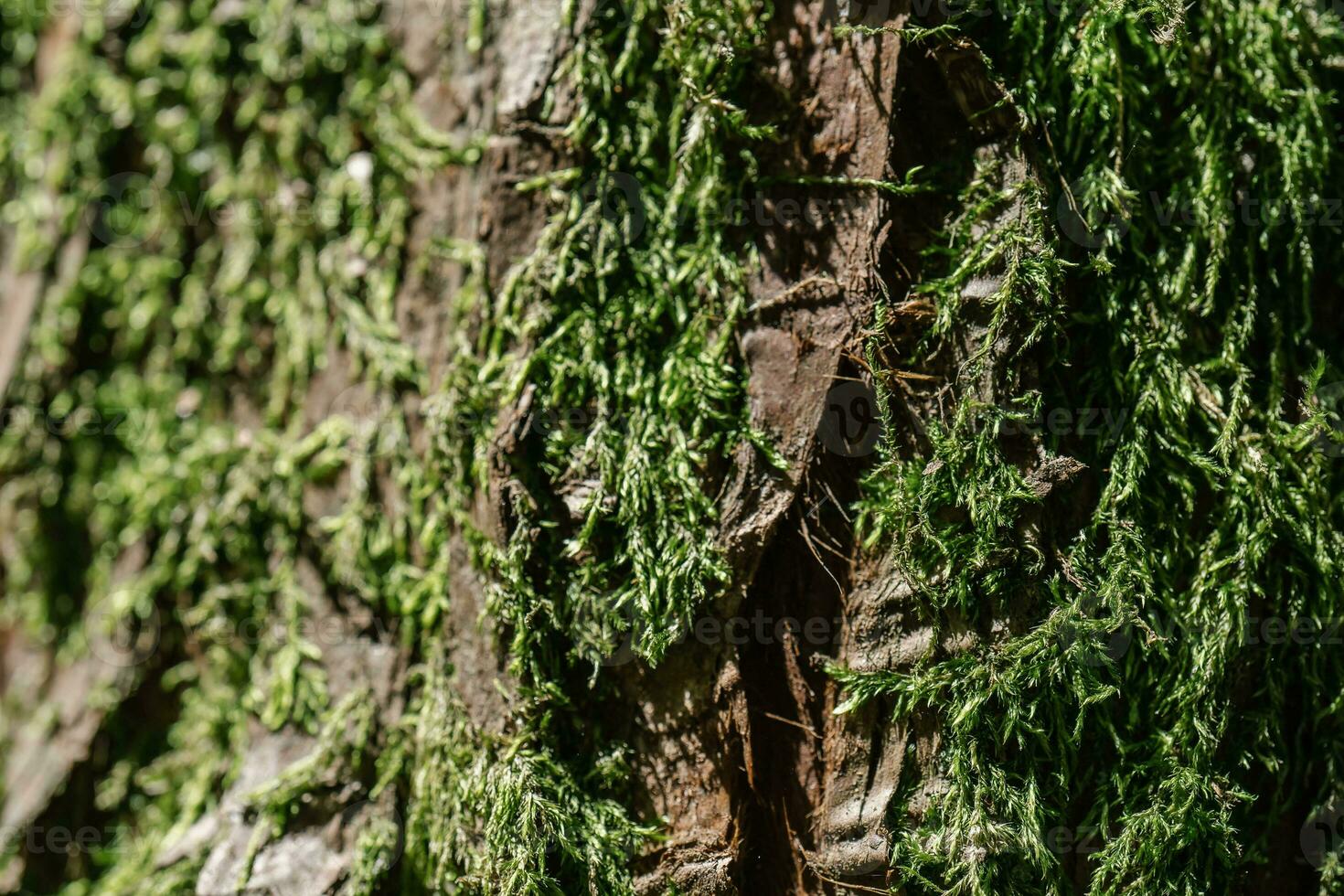 Natural background with the texture of the bark of a real tree. photo