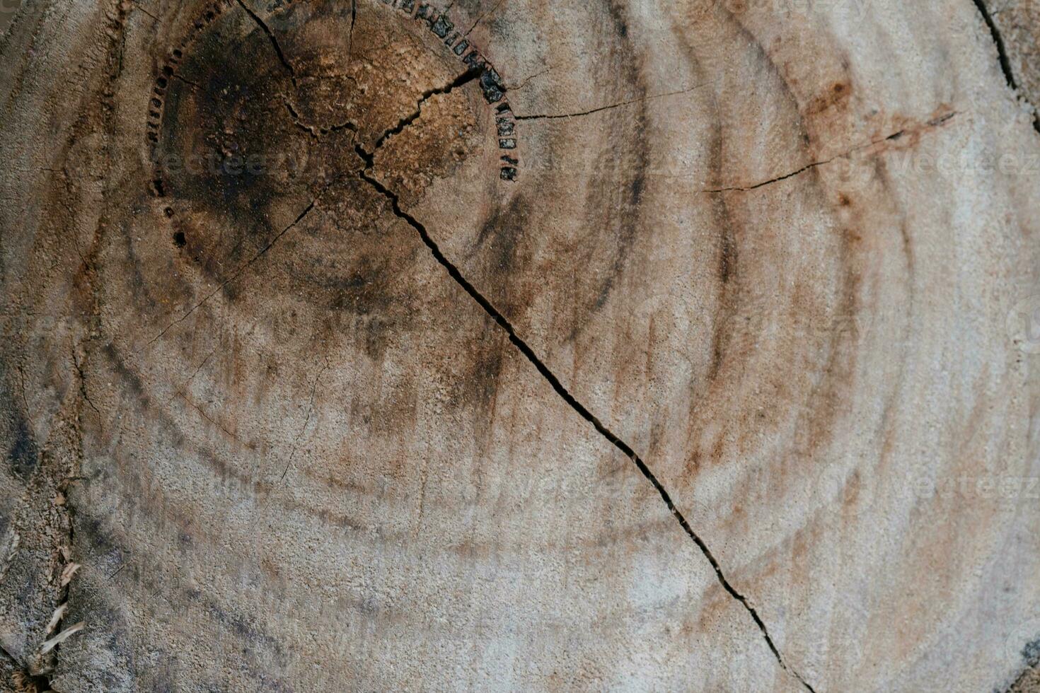 Background with the texture of an old stump. photo